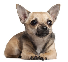 Chihuahua lying in front of white background