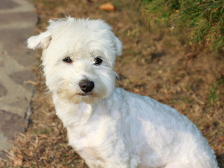 cane Maltese tosato