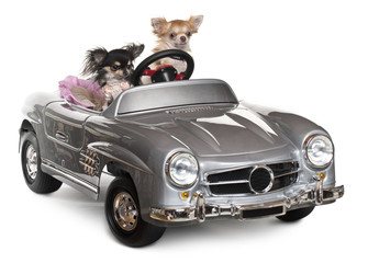 Chihuahuas, 1 and 3 years old, driving convertible