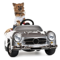 Dressed up Chihuahua driving convertible