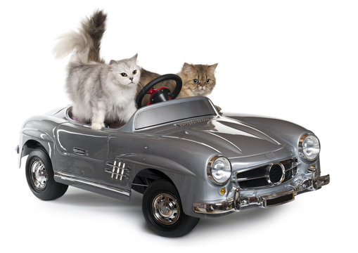 Cat in hotsell a car