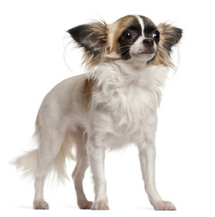 Chihuahua, 10 months old, sitting in front of white background