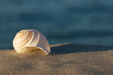 Strandgut, Sommerabend am Meer, Tonna Allium