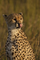 Cheetah tw0003