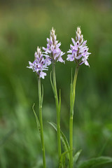 common Spotted Orchid tw0007