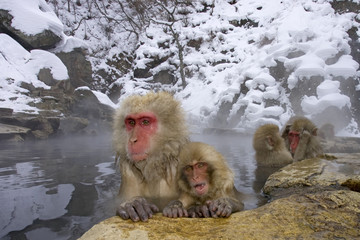 Japanese Macaques tw0024
