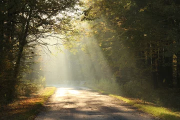  Landweg die bij dageraad door het herfstbos loopt © Aniszewski