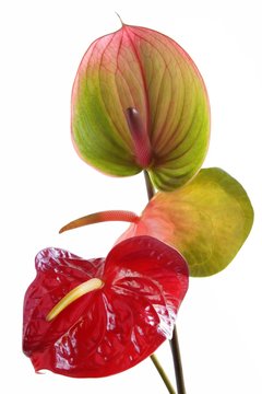 anturium green,red and pink flowers