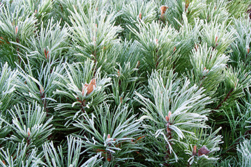 Frozen pine tree needles