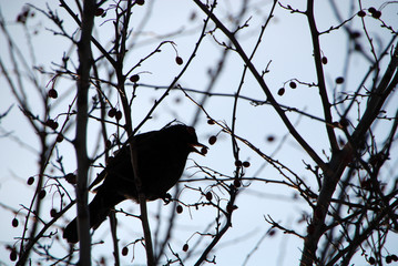 Amsel im Baum