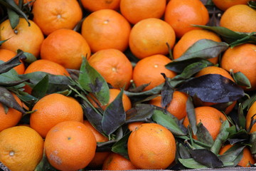 Mandarinen mit Blatt, Tangerines with Leaves, Mannheim 