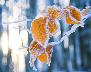 leaves  covered with snow