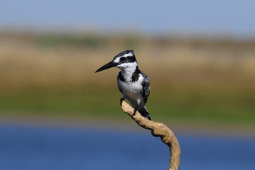 Fototapeta premium Pied Kingfisher (Ceryle rudis) at lake Maagan Michael, Israel