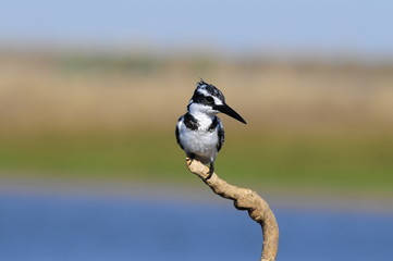 Fototapeta premium Pied Kingfisher (Ceryle rudis) at lake Maagan Michael, Israel
