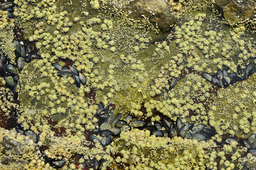 Gezeitentümpel, Acadia-Nationalpark, Maine, USA