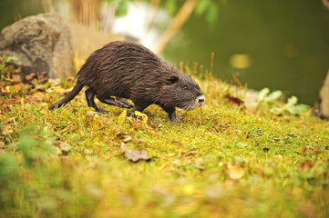 Ondatra on a green grass
