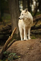 Crédence de cuisine en verre imprimé Loup Loup blanc en forêt