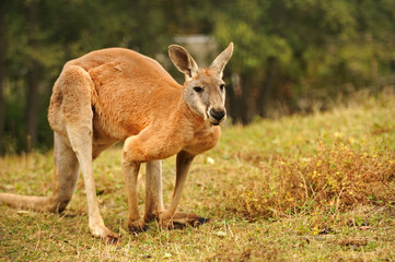 Kangaroo