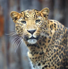 Tuinposter amur leopard © kyslynskyy
