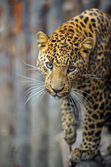 Fototapeta na wymiar amur leopard