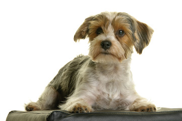 Biewer Yorkshire Terrier, Studioaufnahme, freigestellt