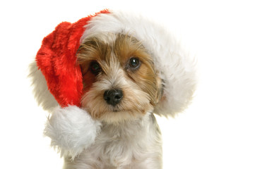 Biewer Yorkshire Terrier, Weihnachten, Weihnachtsmotiv