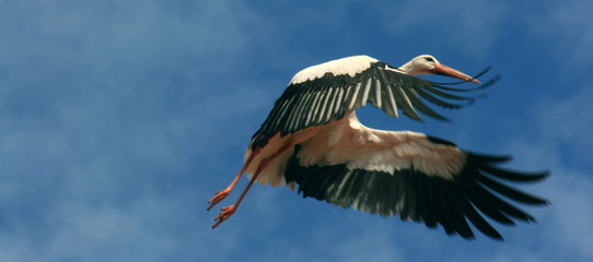 absprung
