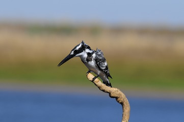 Pied Kingfisher (Ceryle rudis)