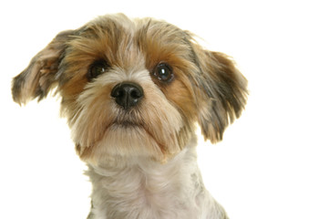 Biewer Yorkshire Terrier, Hund, Rassehund, freigestellt, Studio