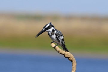Pied Kingfisher (Ceryle rudis)