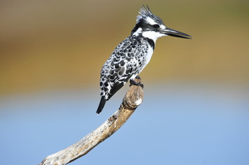 Pied Kingfisher (Ceryle rudis) at lake Maagan Michael, Israel