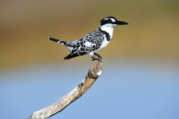 Obraz premium Pied Kingfisher (Ceryle rudis) at lake Maagan Michael, Israel