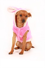 dog in bunny costume