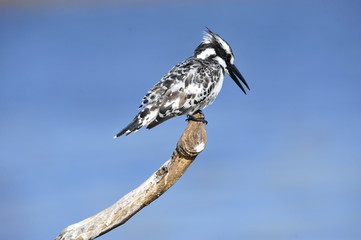Pied Kingfisher (Ceryle rudis) at lake Maagan Michael, Israel