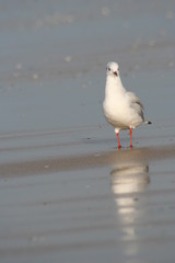Mouette