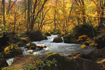 秋の奥入瀬渓流