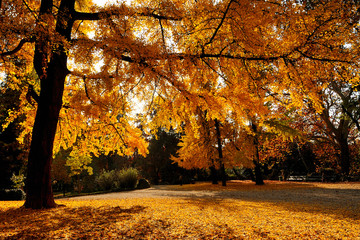 Autumn in Milan Porta Venezia Public Garden