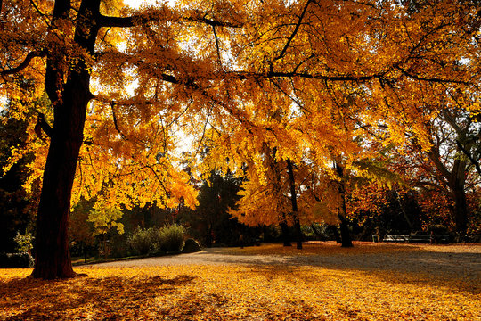 Autumn In Milan Porta Venezia Public Garden