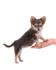 Cute chihuahua puppy standing on girl's hand