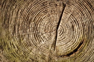 Naklejka premium wood background