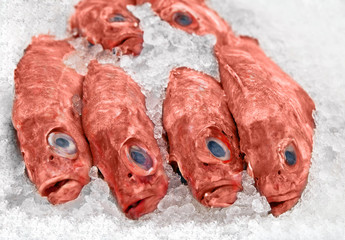 Rotbarsch, sebastes marinus