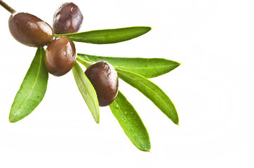 Branch with olives on the white