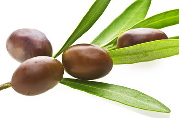 Branch with olives