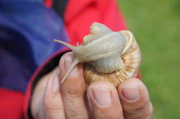 Weinbergschnecke, SchneckenFarm, Schnecke