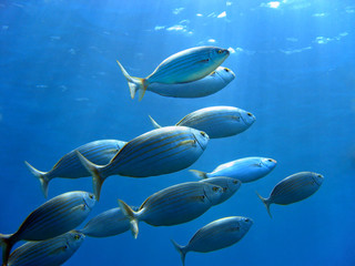School of fish, Sarpa salpa, swimming to water surface, Mediterranean sea, Corsica, France