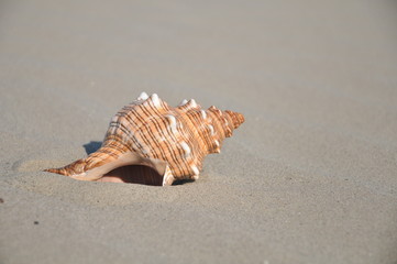 sea ​​shells on the sandy beach