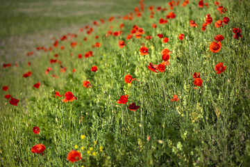 Field of red poppies