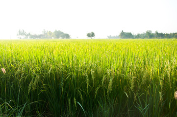 rice field