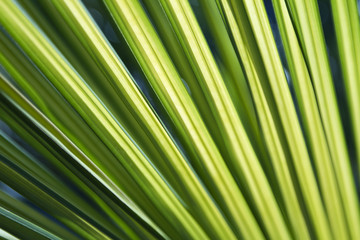 Vivid green palm fronds
