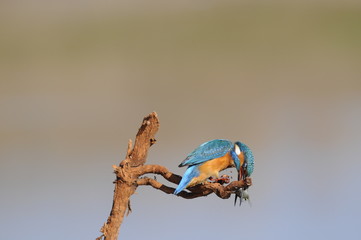 The Common Kingfisher (Alcedo atthis) with fish